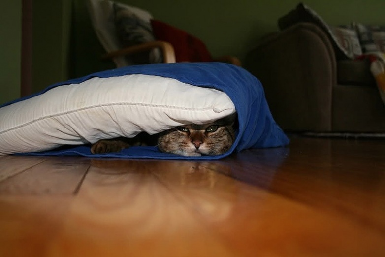 Кошки, которые не умеют прятаться