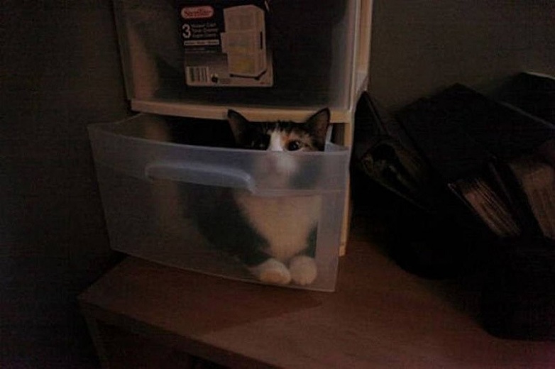 Кошки, которые не умеют прятаться