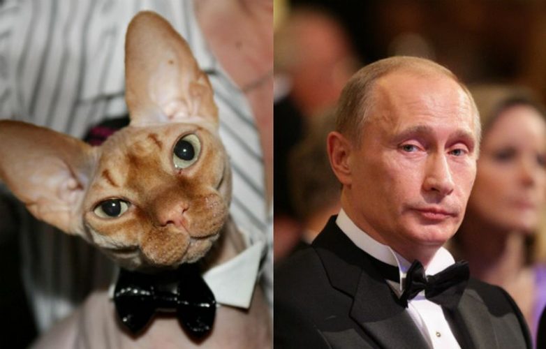 Кошки и Путин