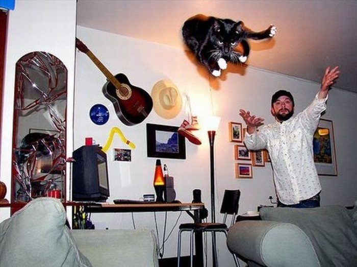 Как кошки нарушают законы гравитации