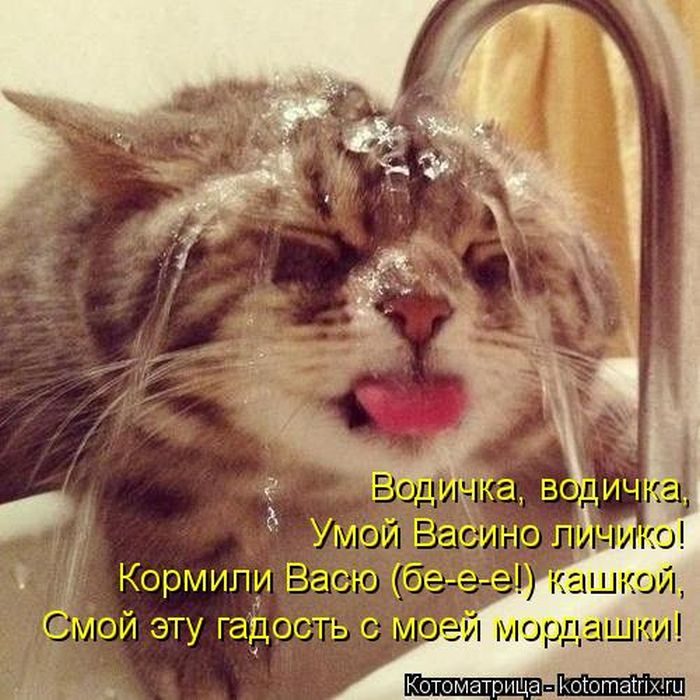 Любимая Котоматрица