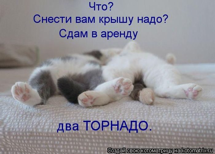 Лучшие Котоматрицы. Продолжение