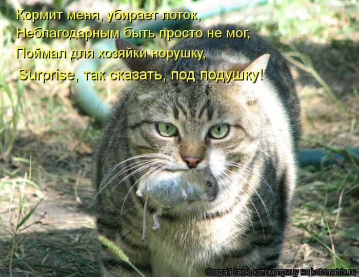 Лучшие котоматрицы недели