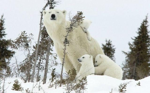 Обаятельные зверушки. Мегасборник!