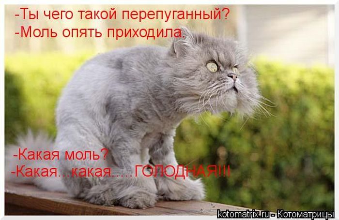 Лучшие котоматрицы недели