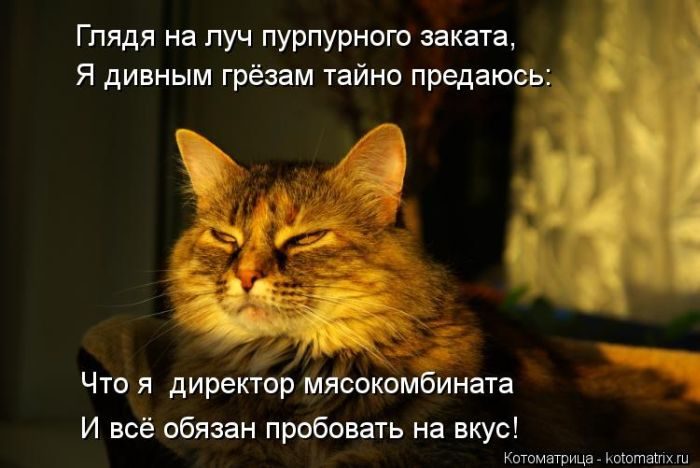 Лучшие Котоматрицы. Продолжение