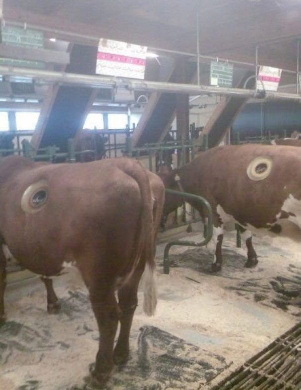 Коровы с дыркой в боку фото