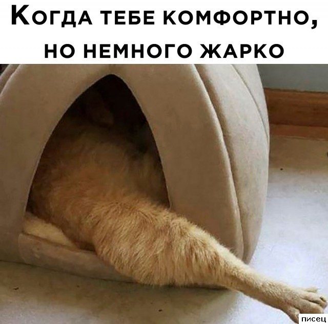 19 приколов в стиле «Когда...». Классика жанра!