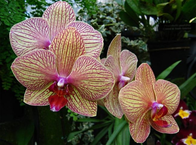 Уход за орхидеями - Портал Домашний