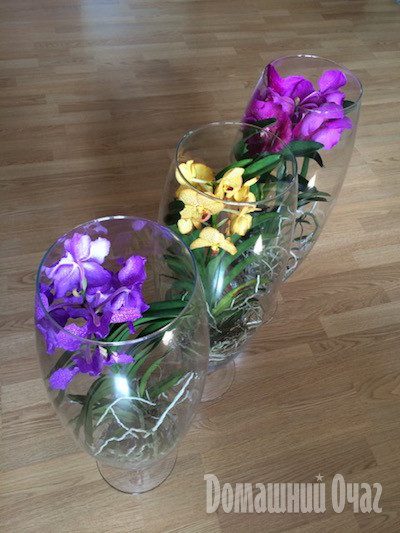 Как выбрать домашнюю орхидею
