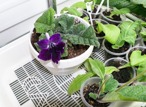 Если вы уезжаете: как обеспечить полив комнатным растениям