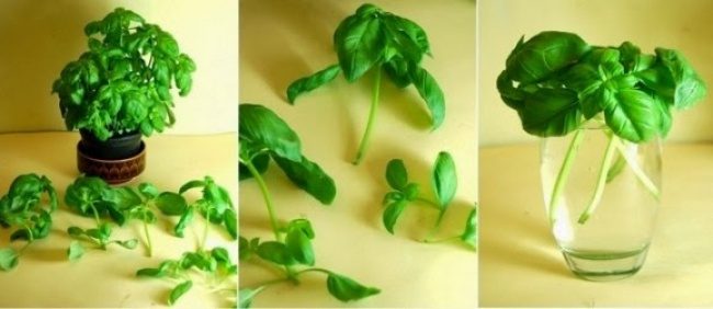 Вечно растущие овощи для вашего стола