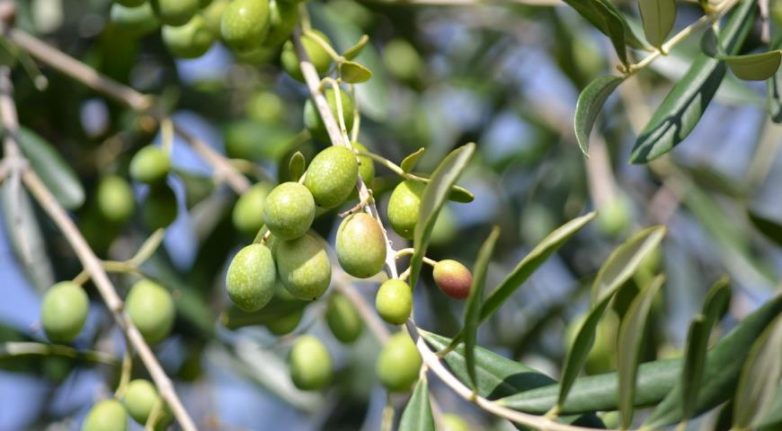 Роль оливкового масла в нашей жизни