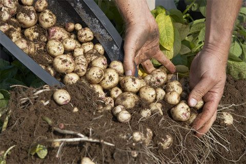 Выращиваем картофель без дачного участка