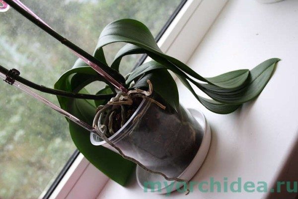 Как спасти любимую орхидею