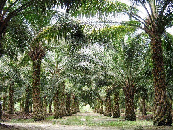 Печальные факты о пальмовом масле