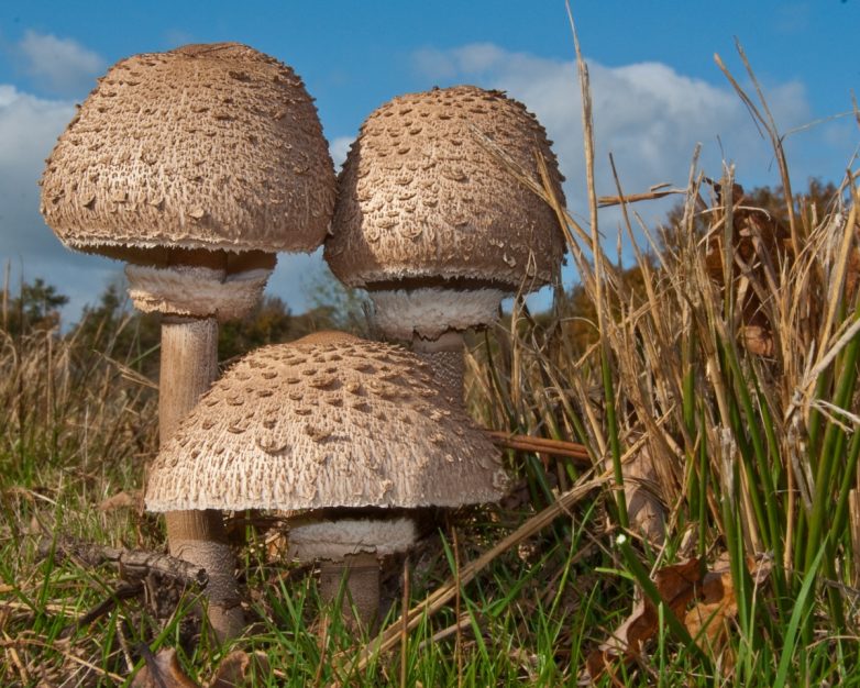 Что мы знаем о грибах?
