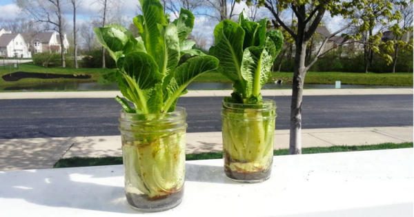 Хватит тратить деньги, выращивайте салат самостоятельно!