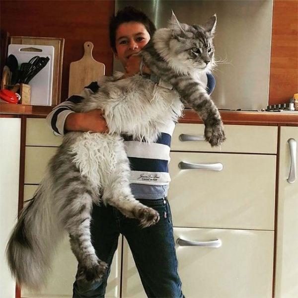 18 котов потрясающих размеров