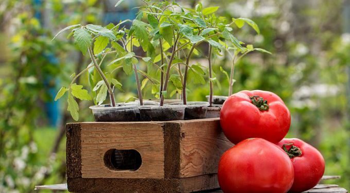 Растим здоровую рассаду помидоров в домашних условиях