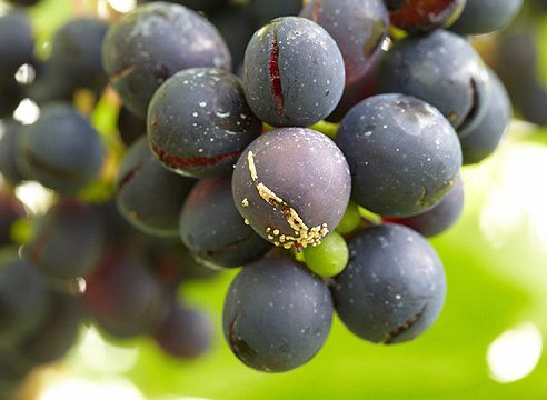 Выращивание винограда в вопросах и ответах