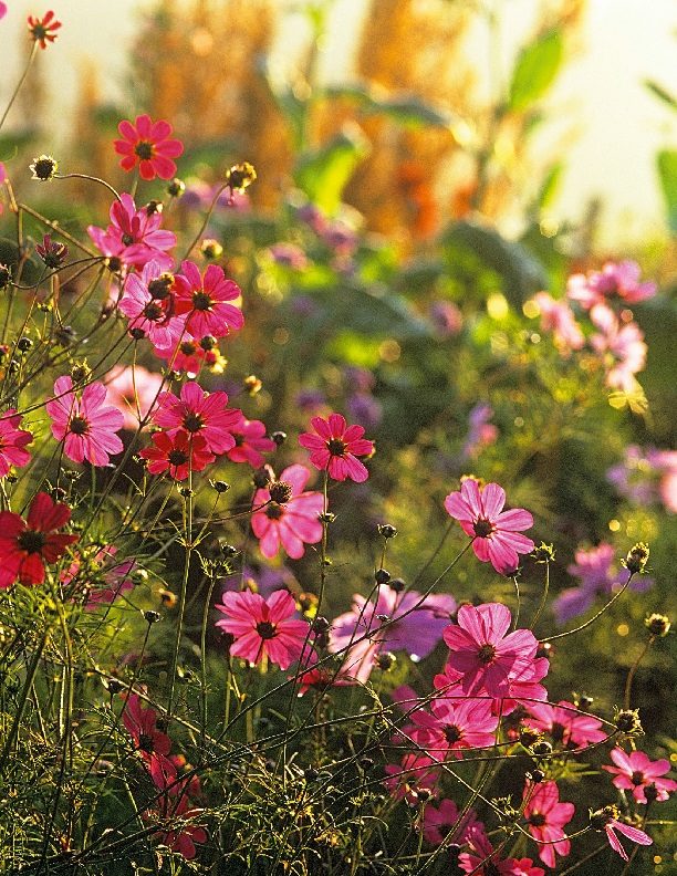 10 самых красивых цветущих растений для сада