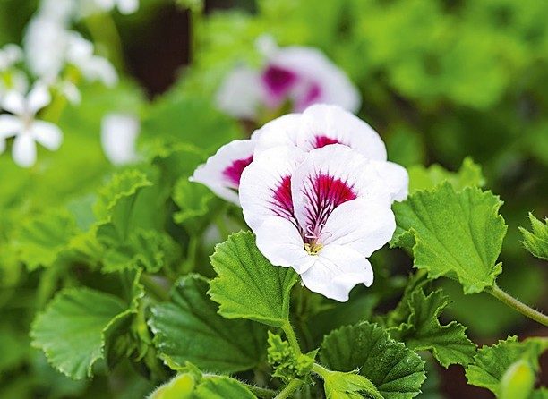 10 самых красивых цветущих растений для сада