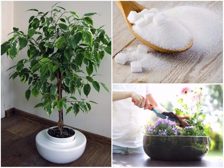 7 удобрений для комнатных растений, о которых вы не знали