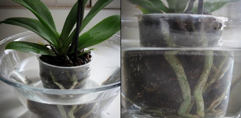 Чесночная вода — спасение для орхидей!