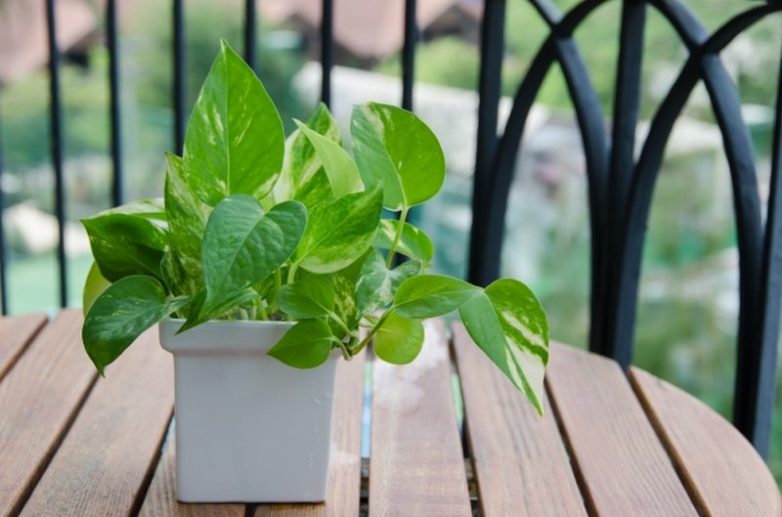 16 лучших комнатных растений для очистки воздуха