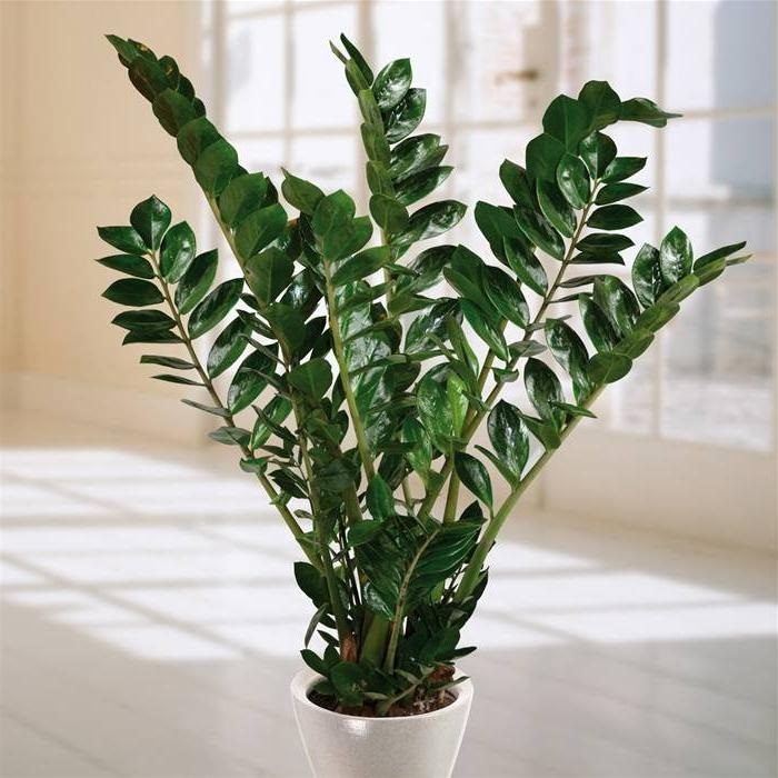 10 влаголюбивых растений, которым будет комфортно даже в ванной комнате!