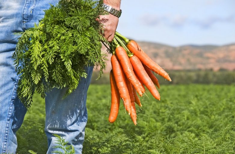 Как правильно сеять морковь на участке, чтобы собрать хороший урожай?
