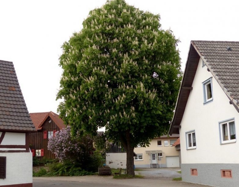 Какие деревья можно сажать около дома?