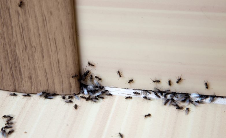 Как избавиться от муравьев в доме?