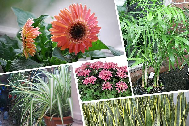 18 полезных комнатных растений, очищающие воздух в доме
