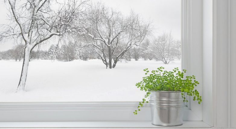 8 советов, которые помогут подготовить домашние растения к зиме