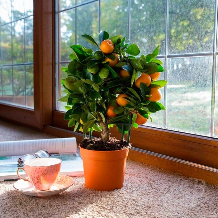 Комнатные растения для создания приятного аромата в доме