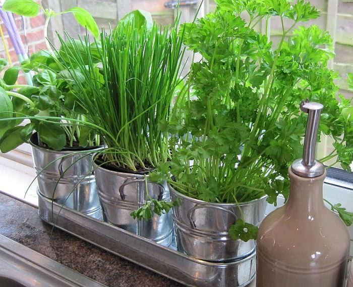 Комнатные растения для создания приятного аромата в доме