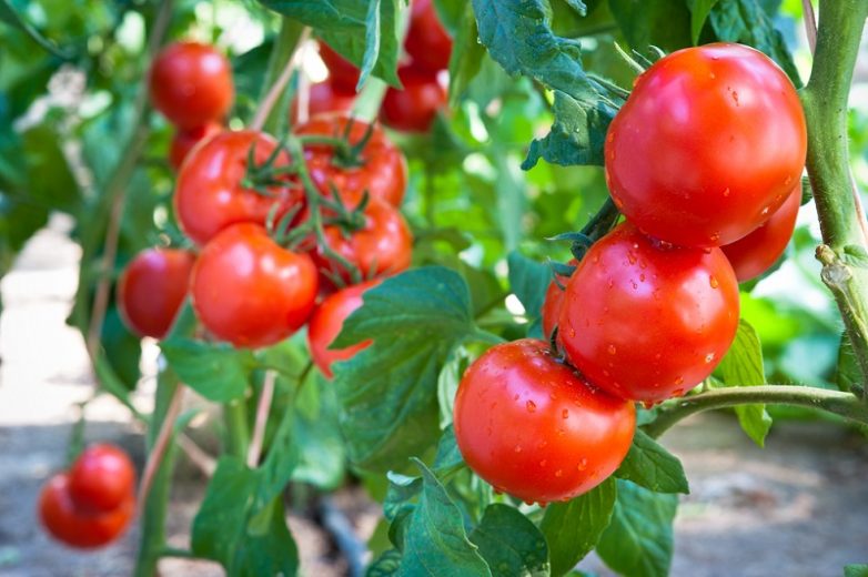 Все тонкости выращивания домашних помидоров