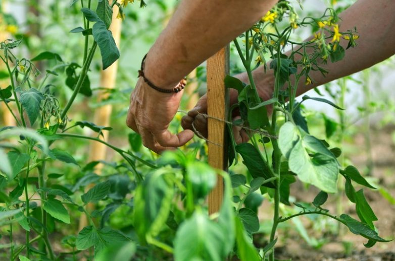 Все тонкости выращивания домашних помидоров