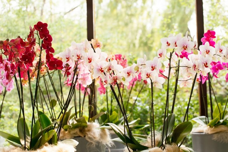 Как правильно пересадить орхидею во время цветения
