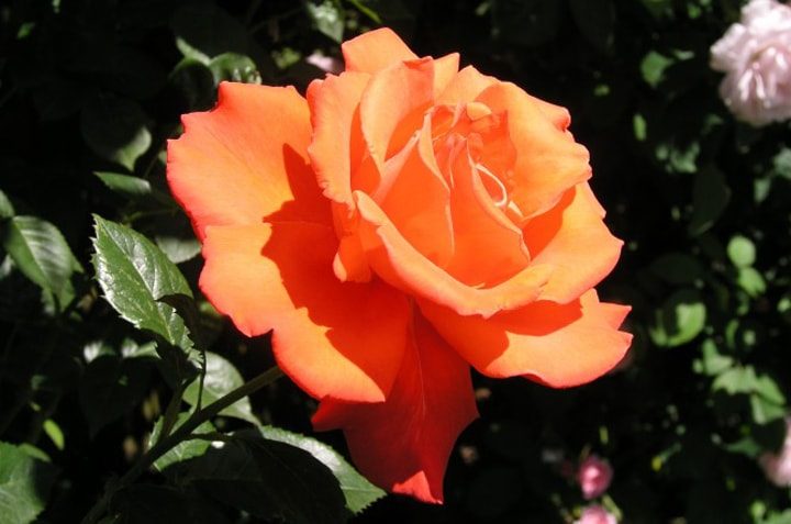 Как вырастить красивые розы на вашем участке