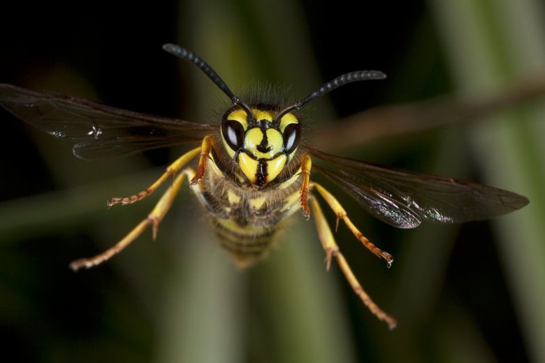 Народные средства, которые помогут при укусе насекомых