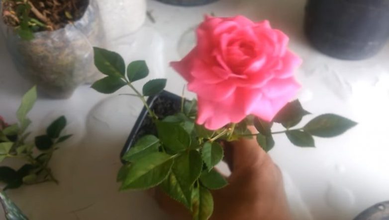 Как укоренить розу