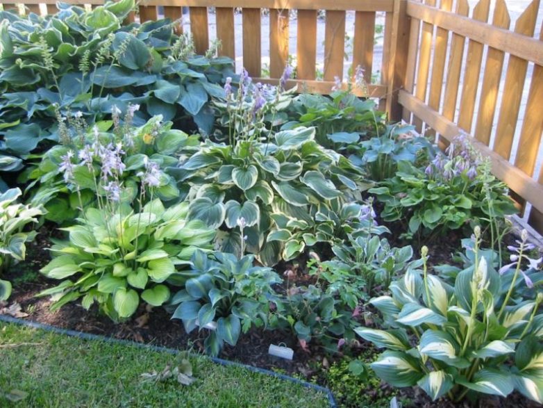 Растения, которые преобразят ваш сад