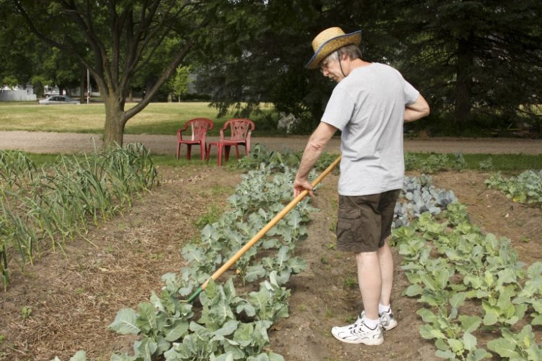Как вырастить идеальный кочан капусты