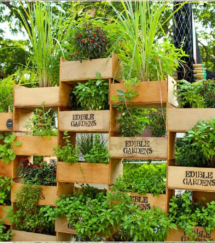 Лучшие идеи организации вертикального сада