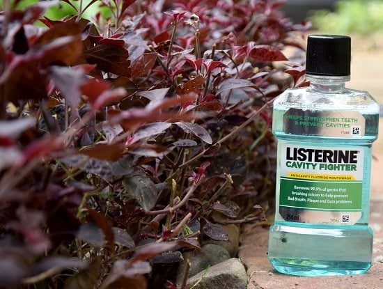 Нестандартное применение Listerine в быту