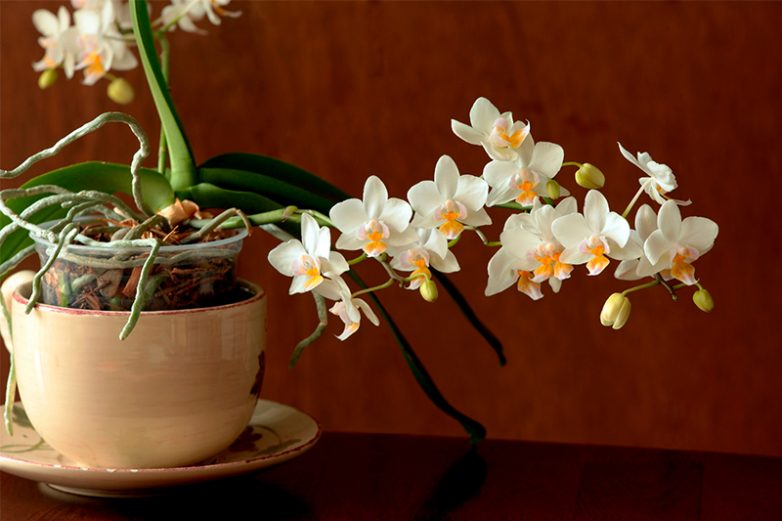 Стоит ли держать орхидеи в доме