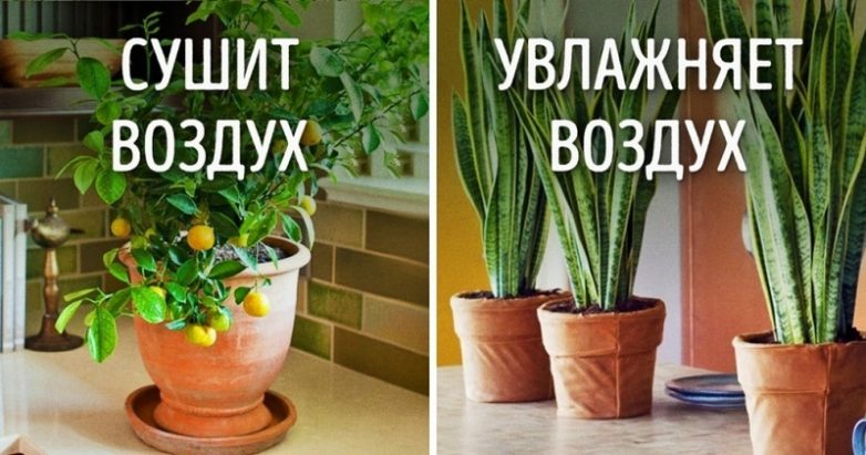 Растения, которые опасны для здоровья и энергетики дома